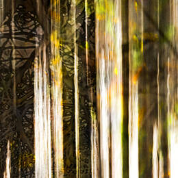 Vanishing Forrest
